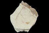 Fossil Pea Crab (Pinnixa) From California - Miocene #128097-1